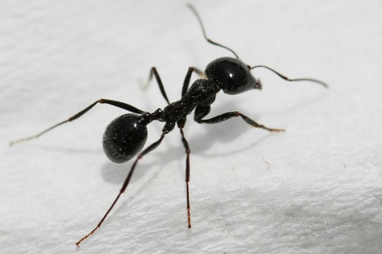 螞蟻的危害及防制